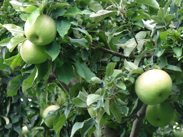 Apple Tree (Desktop)