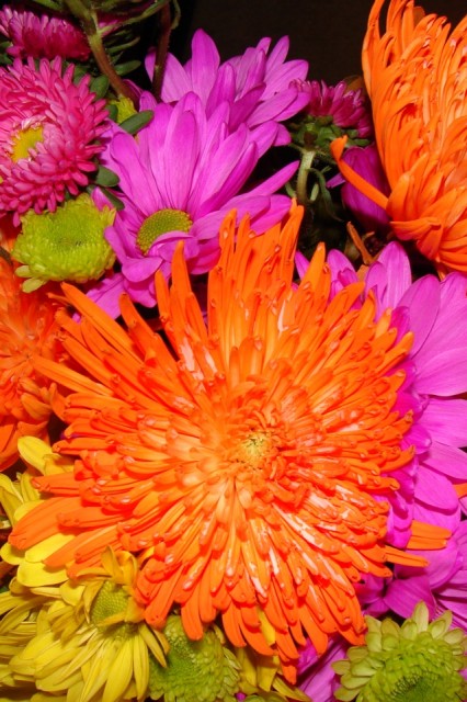 Brilliant Flowers (iPhone)