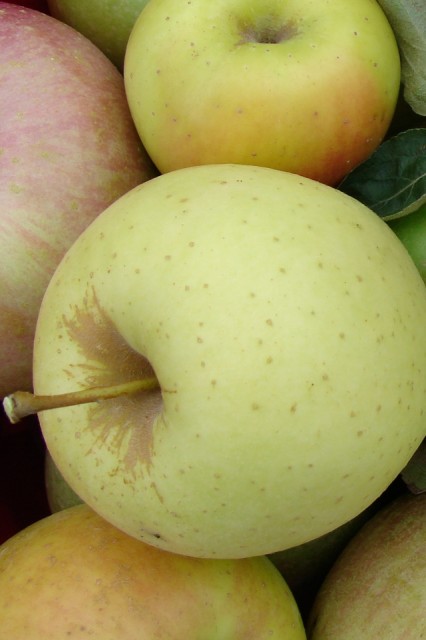 Fresh Apples (iPhone)