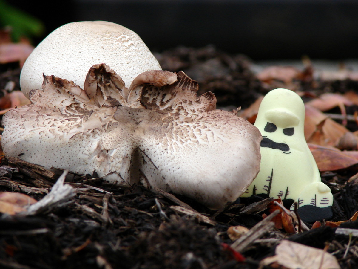 #penguin #mushroom #ghost