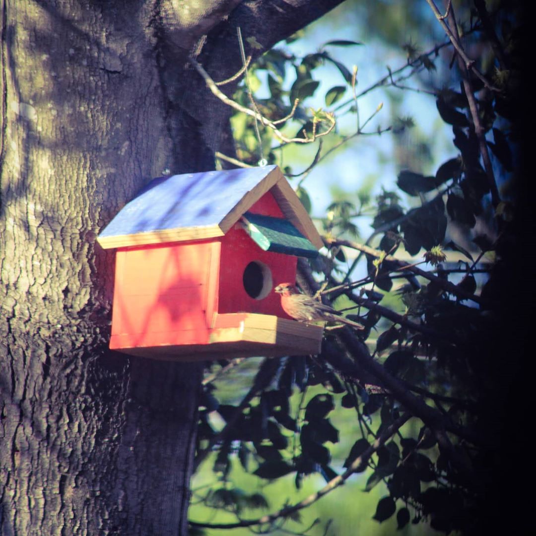 a small bird perches on the porch of a birdhouse hanging in a tree