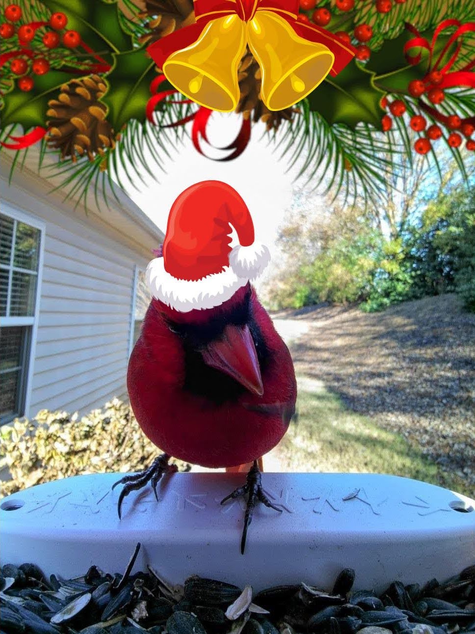 A Cardinal came to visit my Bird Buddy. I dressed him in a little Santa hat. 