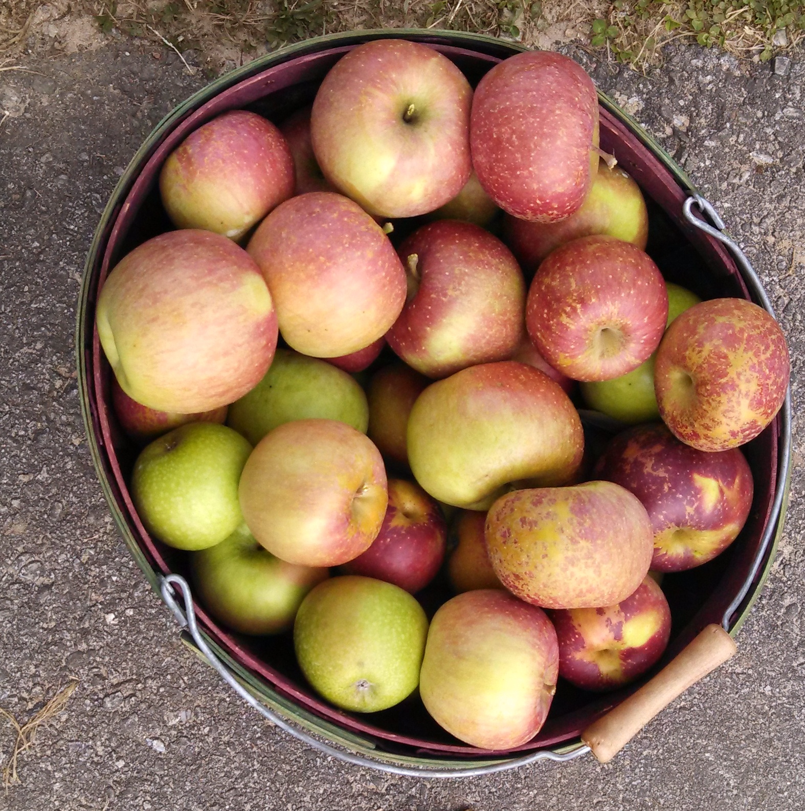 This year’s bushel of apples. – Trommetter.TV