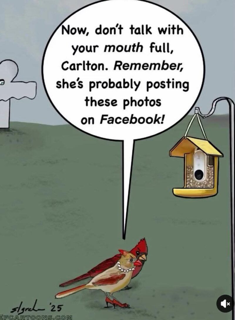 Mrs. Cardinal says to Mr. Cardinal, "Now, don't talk with your mouth full, Carlton. Remember, she's probably posting these photos on Facebook!"
There is a Bird Buddy feeder on a shepherd's hook in the background.